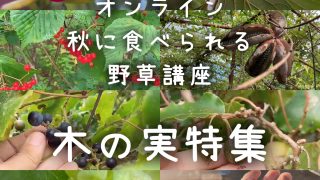【オンライン】アーカイブ申込受付中！秋に食べられる野草講座～野生の木の実＆食べられるどんぐり特集