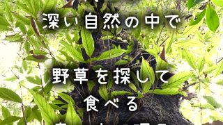 【岐阜】4/27(日)春の美味しい野草を探して食べよう@高山市荘川町