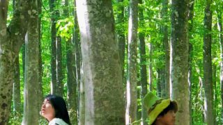 ブナの木と過ごす日。