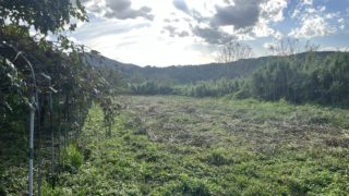 【大分】2/7(土)草刈り手伝ってくれたら野草料理振る舞います@臼杵市