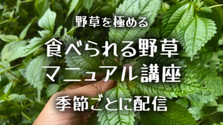 【野草食協会】食べられる野草講座オンライン〜野草の見分け方マニュアル