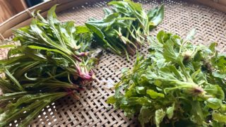 【大分】3/28(土)29(日)食べられる野草講座@臼杵市