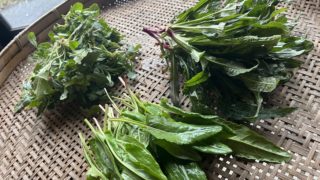 【期間限定】美味しい野草出荷します。