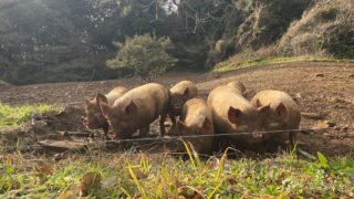 いのちをいただく回でした！長崎県BOOの小さな森の野草講座