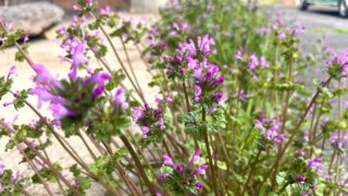 できるだけ自然の花を残すこと。