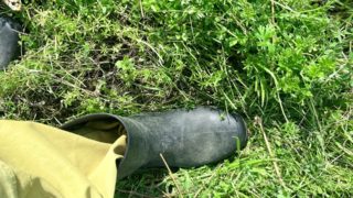 アラスカの森のようになる。